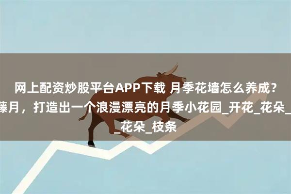 网上配资炒股平台APP下载 月季花墙怎么养成？3种藤月，打造出一个浪漫漂亮的月季小花园_开花_花朵_枝条